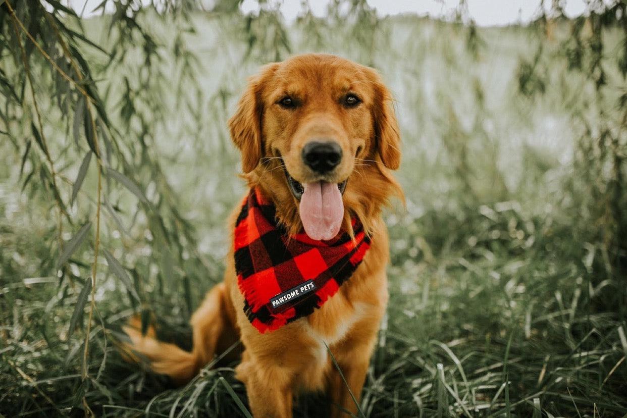 Finley Buffalo Plaid Pet Bandana
