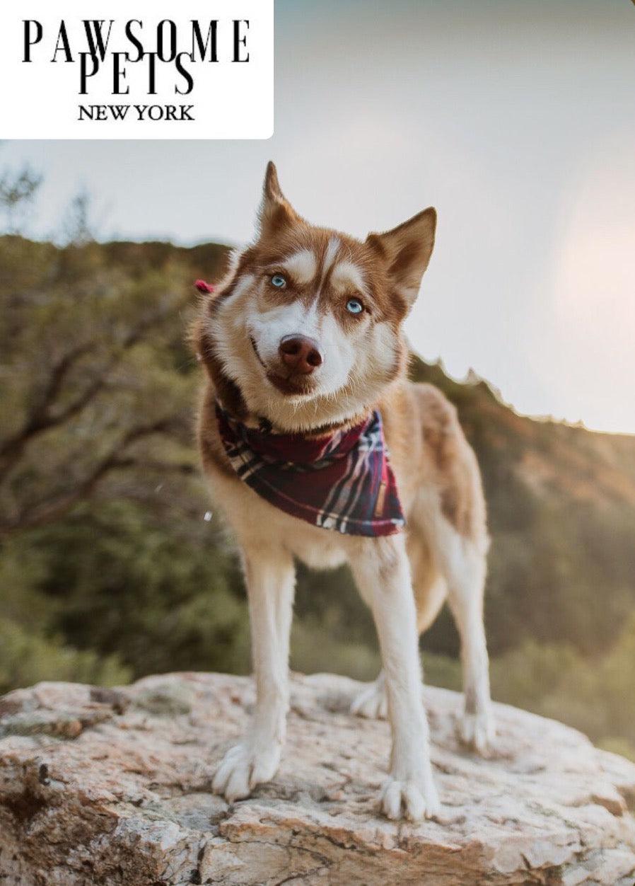 Tinsel Plaid Pet Bandana