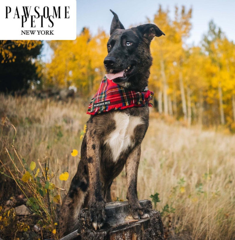Nox Holiday Tartan Pet Bandana